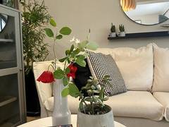 Zimmerbild 10