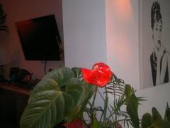 Zimmerbild 0