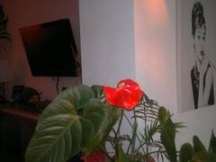 Zimmerbild 10