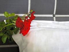 Zimmerbild 1
