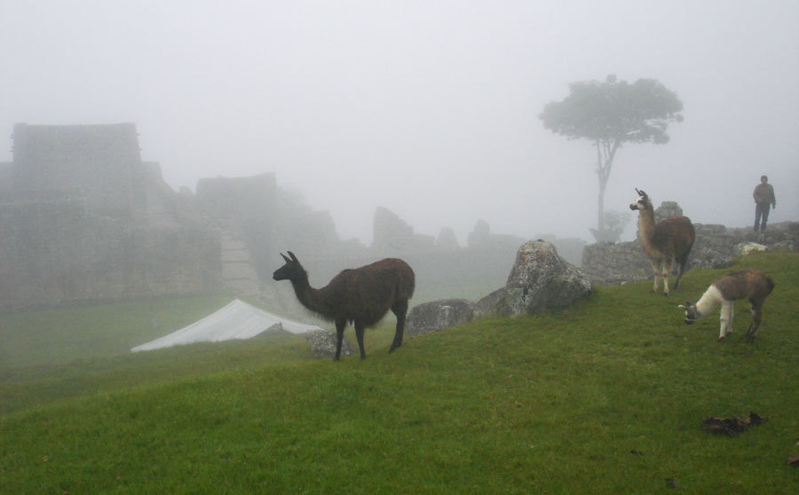 machu-picchu-peru-llamas