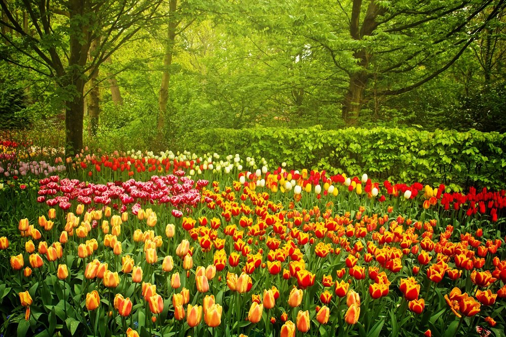 Amsterdam - Keukenhof