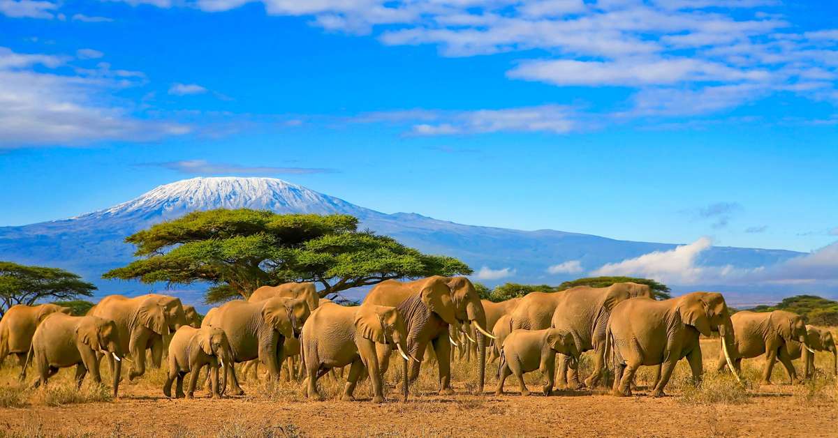 London - Kilimanjaro