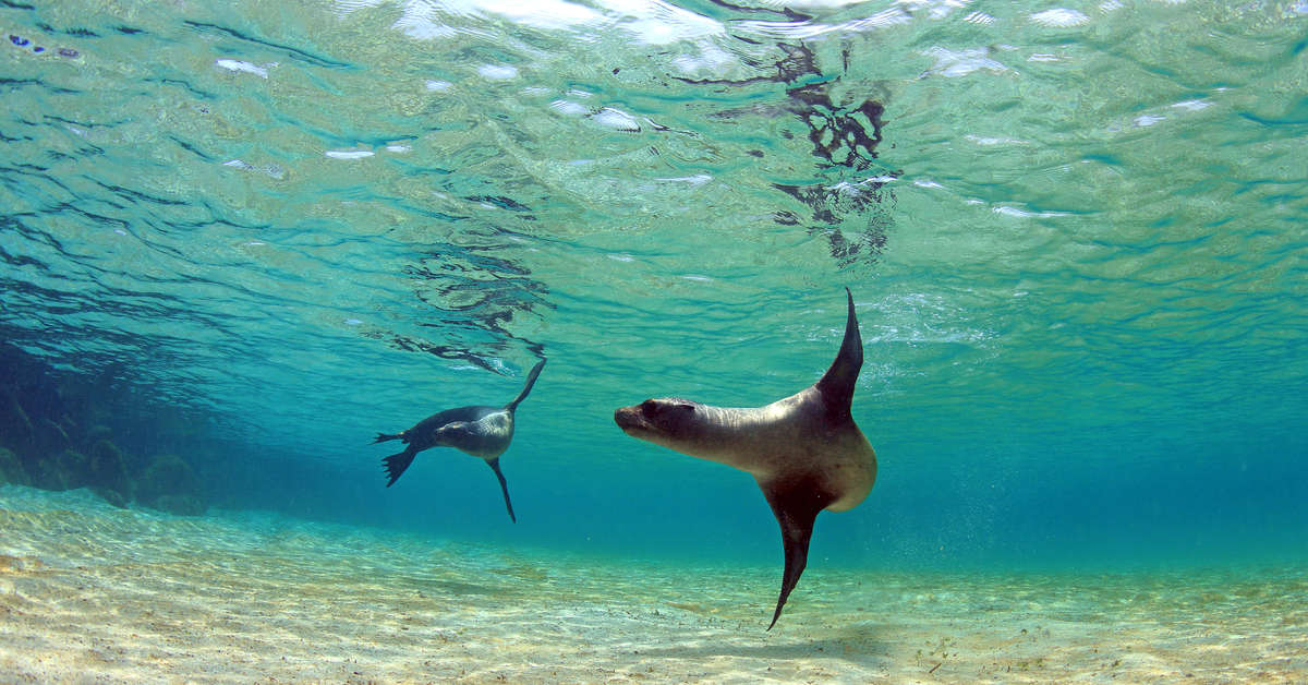 London - Galápagos Islands