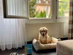 Zimmerbild 13