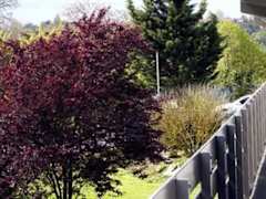 Zimmerbild 11
