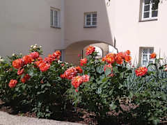 Zimmerbild 3