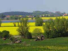 Zimmerbild 6