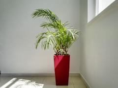 Zimmerbild 1